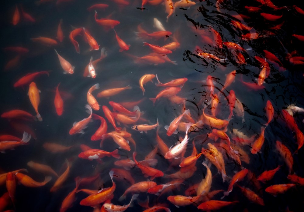 soothing anxiety are the koi fish anxious or calm what you see depends on you